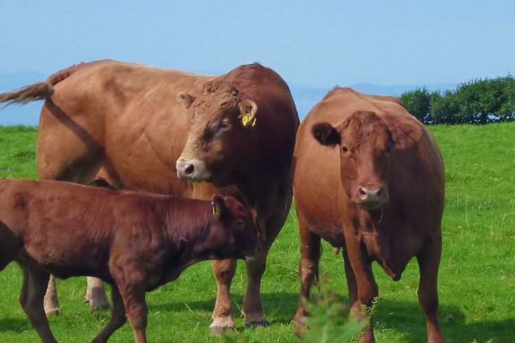 Compensation for damage caused by livestock