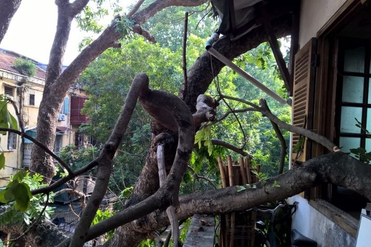 Ai là người phải bồi thường thiệt hại do cây cối gây ra?