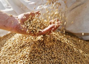 Mã ngành 1104 Sản xuất mạch nha ủ men bia