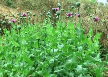 Tội trồng cây thuốc phiện, cây côca, cây cần sa hoặc các loại cây khác có chứa chất ma túy