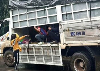 Trường hợp nào được chở người trên thùng xe ô tô chở hàng?