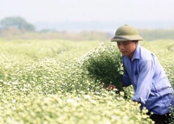 Cho thu hoạch, cho bán hoa màu hoặc sản phẩm, hàng hóa khác