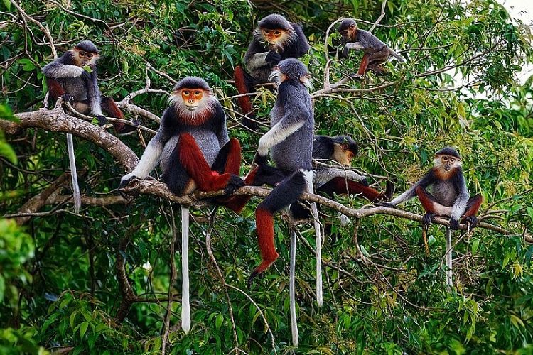 Danh mục loài thực vật rừng, động vật rừng nguy cấp, quý, hiếm