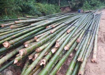 Mã ngành 0230 Khai thác, thu nhặt lâm sản trừ gỗ 4 Mã ngành 0230 Khai thác, thu nhặt lâm sản trừ gỗ
