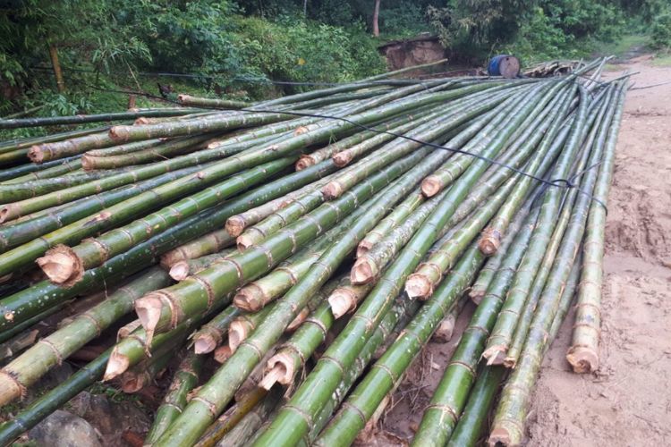 Mã ngành 0230 Khai thác, thu nhặt lâm sản trừ gỗ